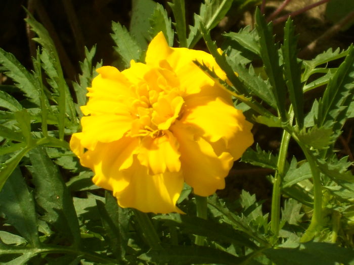 SAM_0064