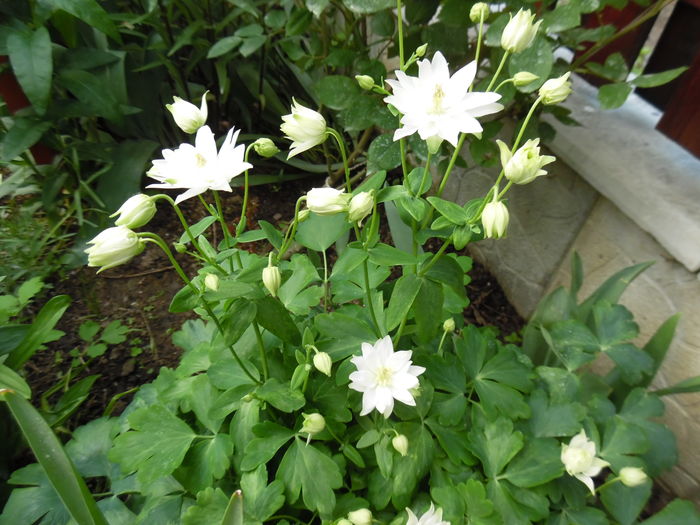 003 - Primavara in gradina 2