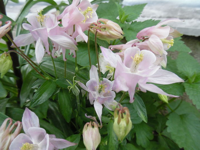 004 - Primavara in gradina 2