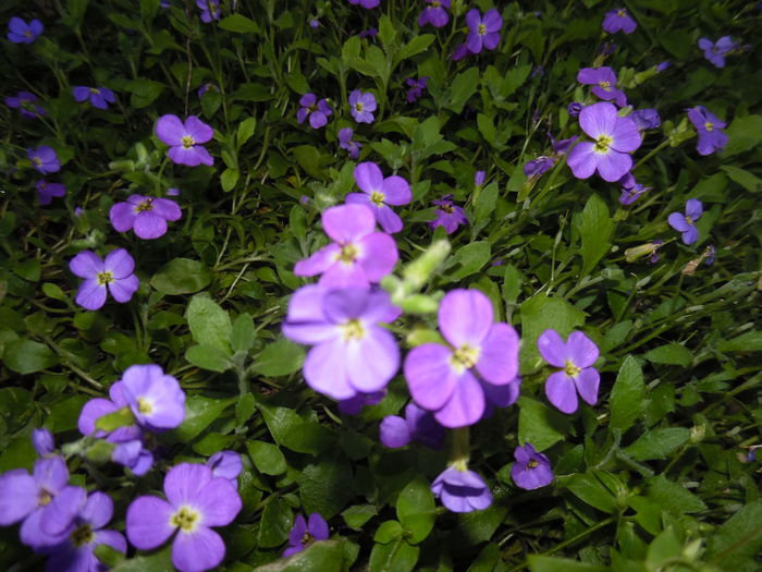 005 - Primavara in gradina 2