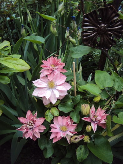 DSC09904 - CLEMATITE