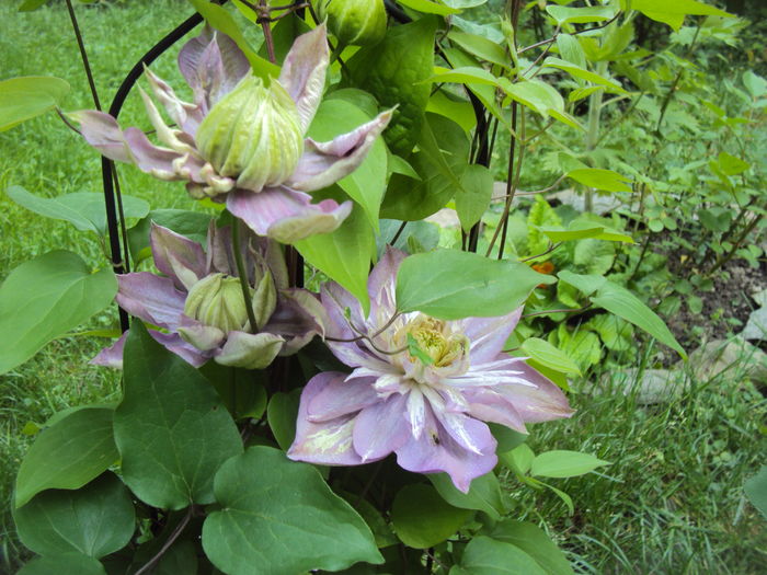 Kaiser - CLEMATITE