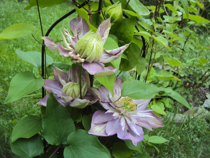 DSC09908 - CLEMATITE