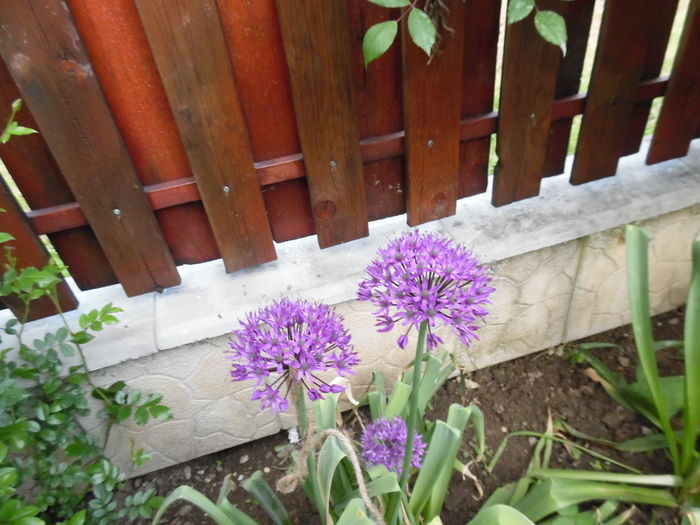 011 - Primavara in gradina 2