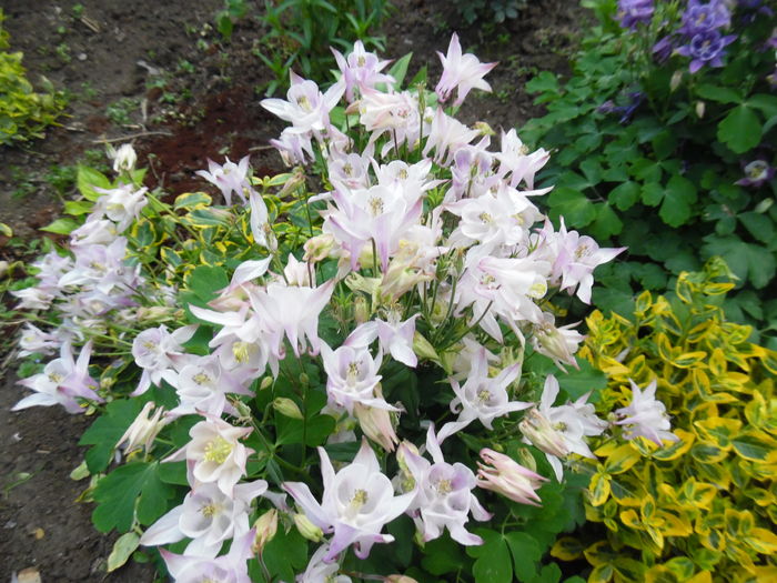 012 - Primavara in gradina 2