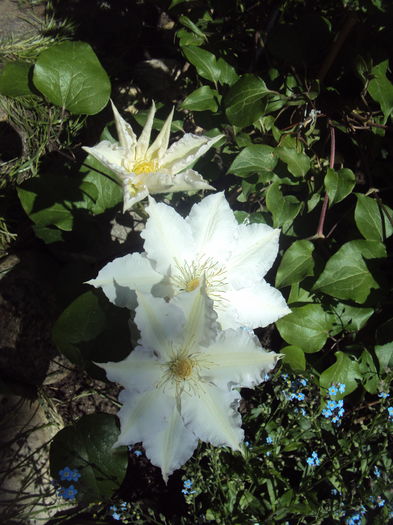 DSC09974 - CLEMATITE