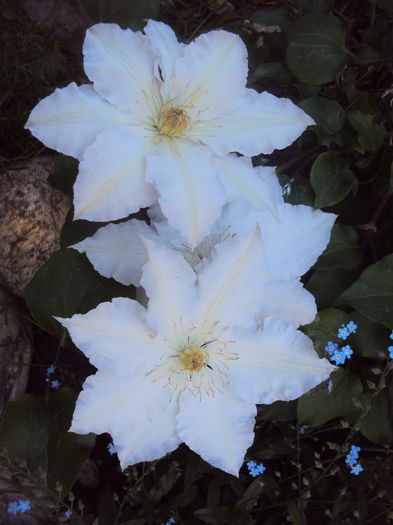 DSC09983 - CLEMATITE