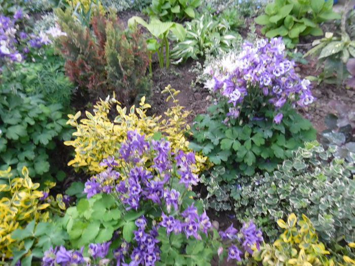 013 - Primavara in gradina 2