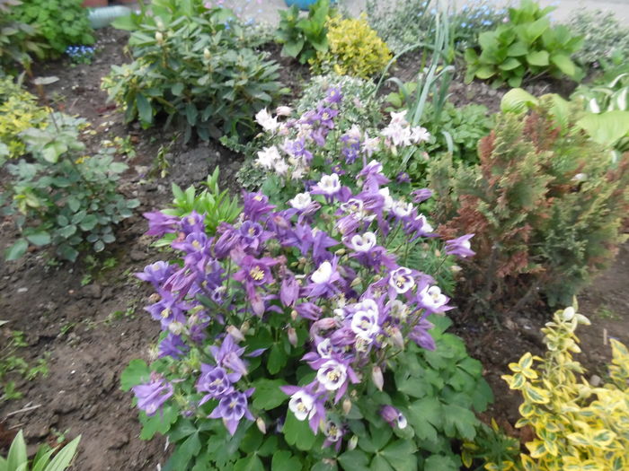 014 - Primavara in gradina 2