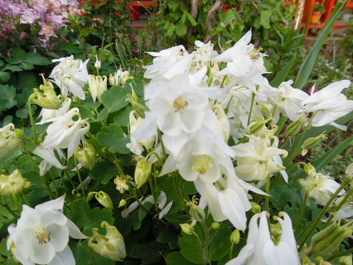 015 - Primavara in gradina 2