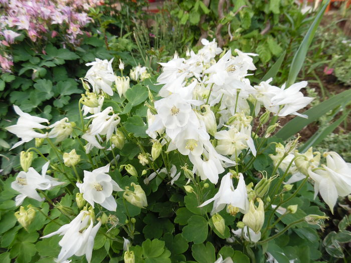 016 - Primavara in gradina 2