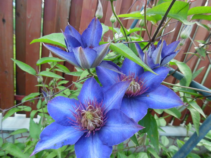 023 - clematite infloriri