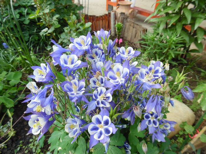 017 - Primavara in gradina 2