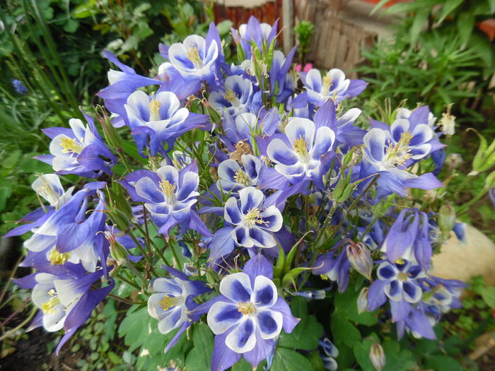 018 - Primavara in gradina 2