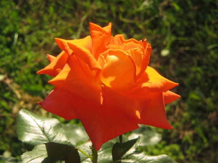 10494594_786079021414030_1837371350881543900_n - Florile mele din Dumbrava Minunata-2015