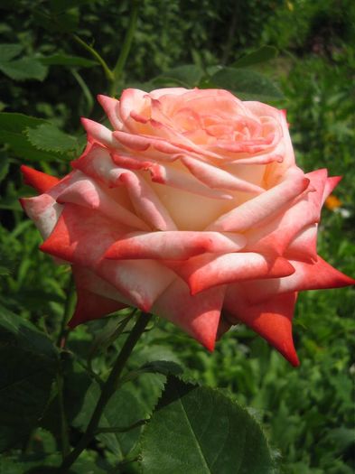 10509672_769616606393605_7462447004625220092_n - Florile mele din Dumbrava Minunata-2015