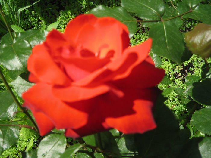 10511504_779938358694763_5431338946922076070_o - Florile mele din Dumbrava Minunata-2015