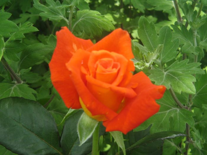 10511572_767386006616665_1074289299532613317_o - Florile mele din Dumbrava Minunata-2015