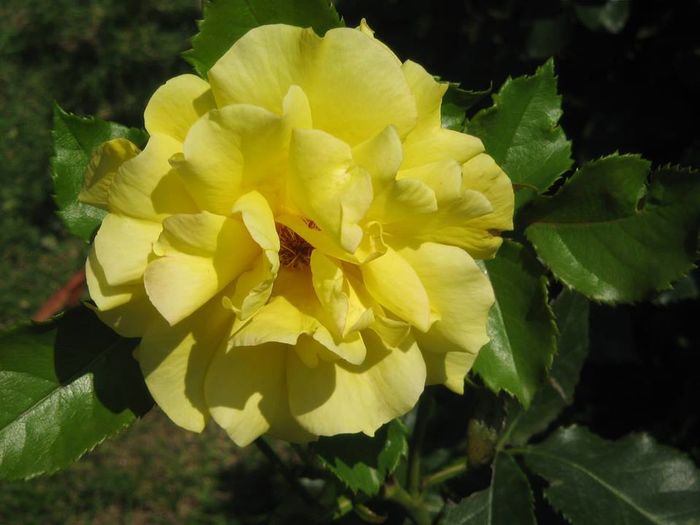 10527344_778398285515437_3342026725865940929_n - Florile mele din Dumbrava Minunata-2015