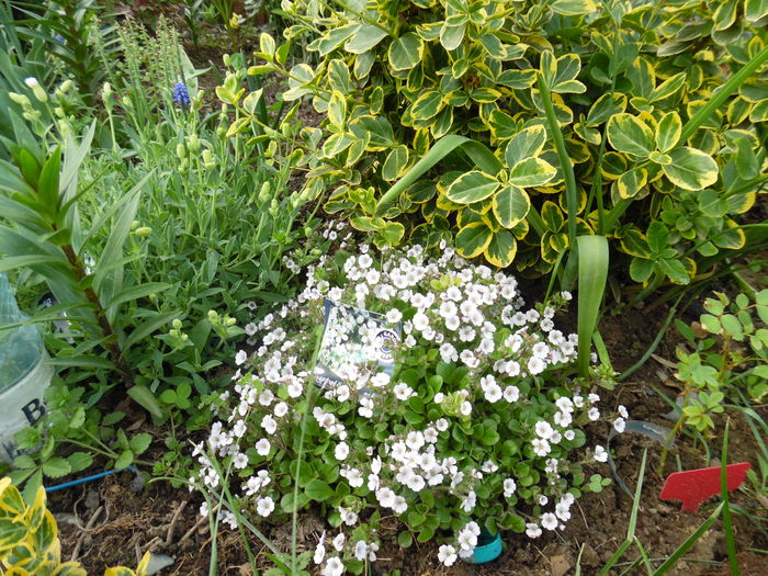 019 - Primavara in gradina 2