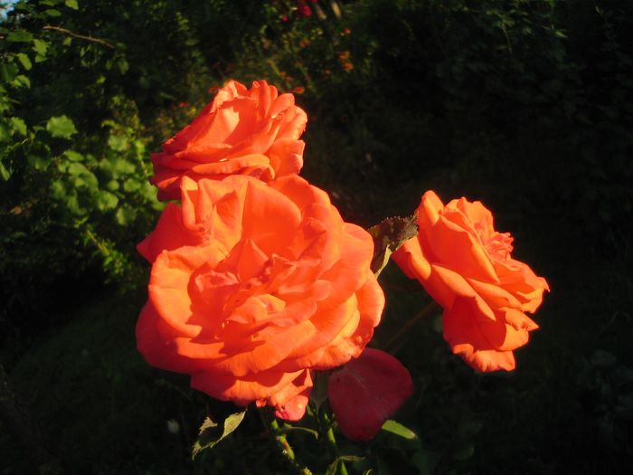 10549075_776852412336691_7918134373238535873_o - Florile mele din Dumbrava Minunata-2015