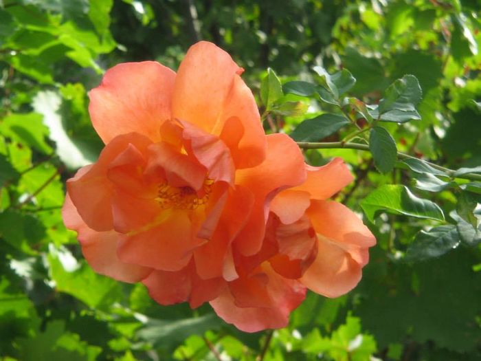 10712921_814671375221461_2447011947409549993_n - Florile mele din Dumbrava Minunata-2015