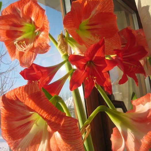 10891608_861835467171718_1635023900006102738_n - Florile mele din Dumbrava Minunata-2015