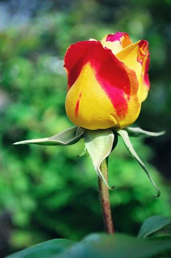 11056552_1615086935437209_2624926860288811718_n - Florile mele din Dumbrava Minunata-2015