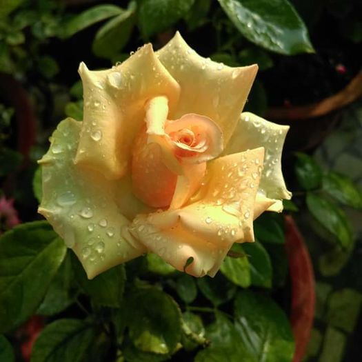 11218827_1620402391572330_7050147233179889360_n - Florile mele din Dumbrava Minunata-2015