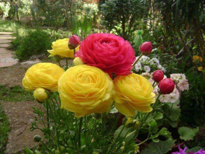 11817199_1618003198478916_7444091780636794829_n - Florile mele din Dumbrava Minunata-2015
