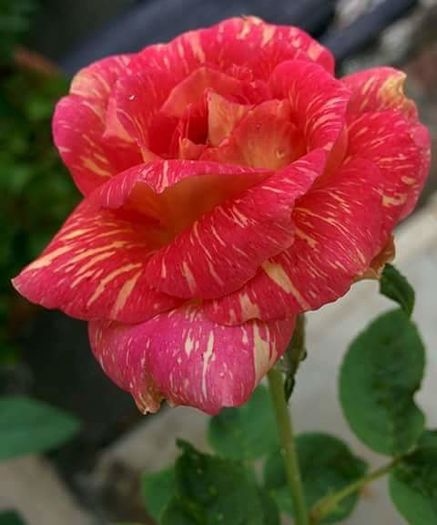 11825209_1618003095145593_3348588701633725833_n - Florile mele din Dumbrava Minunata-2015