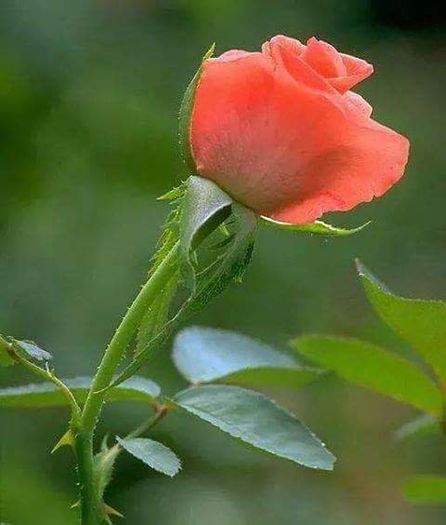 11825894_1615291082083461_2672067574174520155_n - Florile mele din Dumbrava Minunata-2015