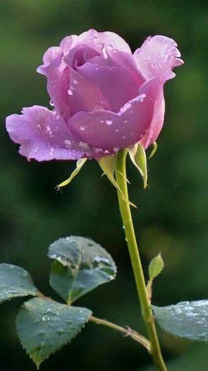 11831819_1616177041994865_176818376056825732_n - Florile mele din Dumbrava Minunata-2015