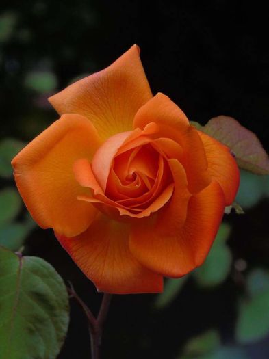 11870765_1618002815145621_5245918077576038238_n - Florile mele din Dumbrava Minunata-2015