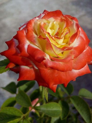 11903894_1621045661508003_656431268082576240_n - Florile mele din Dumbrava Minunata-2015