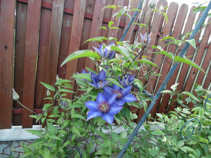 025 - clematite infloriri