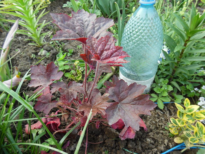 020 - Primavara in gradina 2