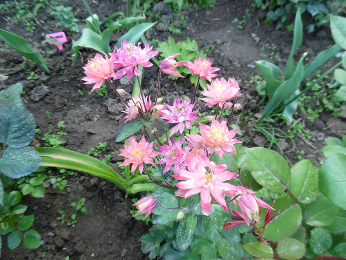 021 - Primavara in gradina 2