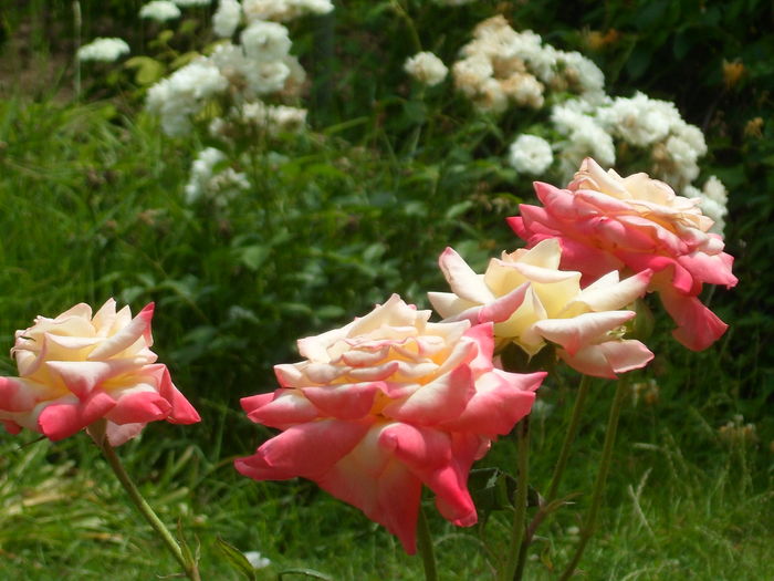 SAM_0002 - Florile mele din Dumbrava Minunata-2015