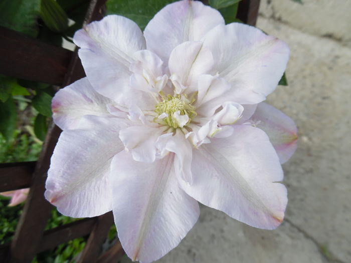 061 - clematite infloriri