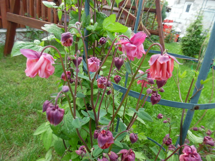 042 - Primavara in gradina 2