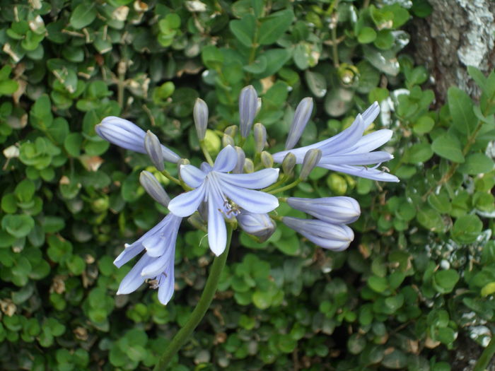 SAM_0015 - Florile mele din Dumbrava Minunata-2015