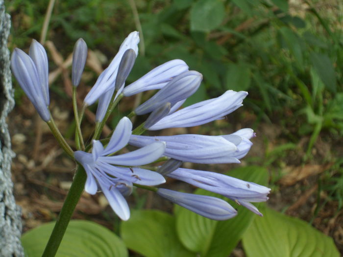 SAM_0016 - Florile mele din Dumbrava Minunata-2015