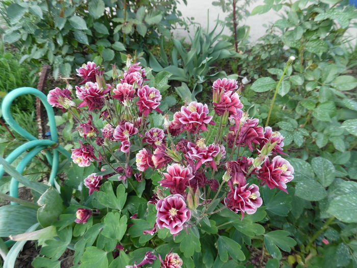 048 - Primavara in gradina 2