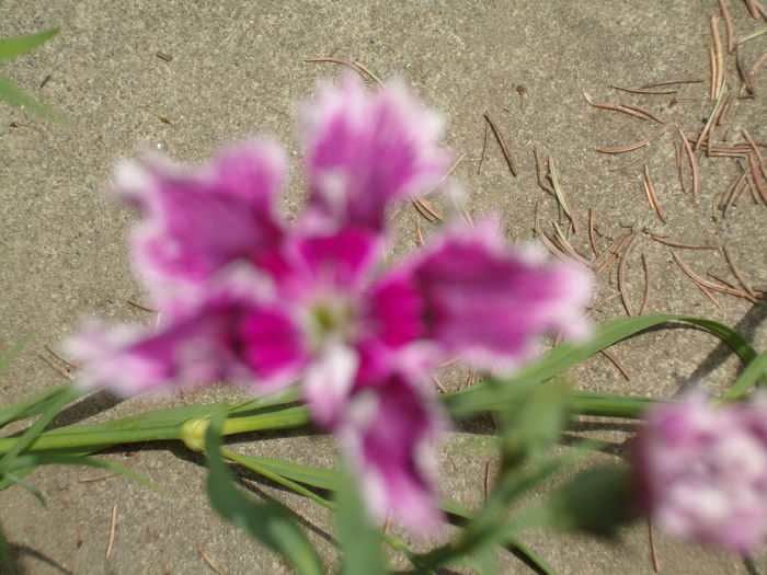 SAM_0019 - Florile mele din Dumbrava Minunata-2015