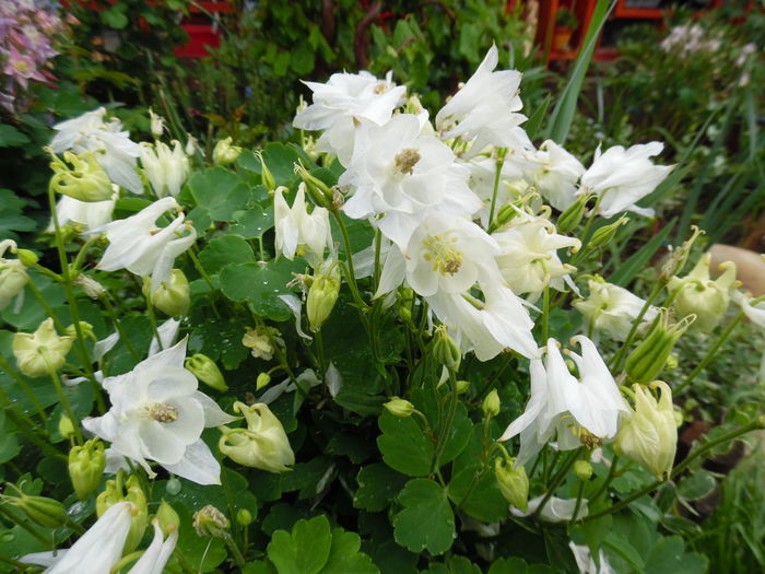 068 - Primavara in gradina 2