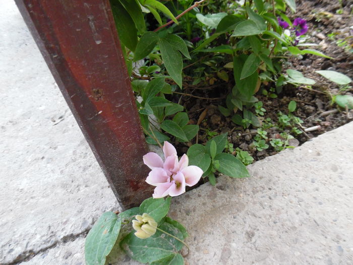 063 - clematite infloriri