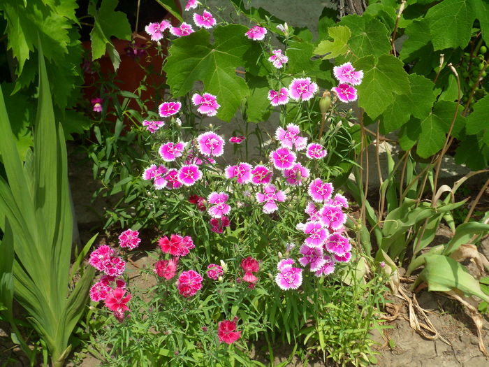 SAM_0021 - Florile mele din Dumbrava Minunata-2015