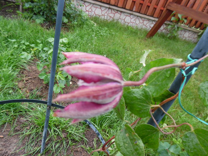 089 - clematite infloriri