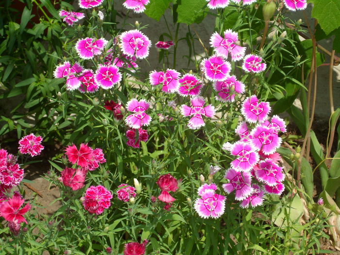 SAM_0022 - Florile mele din Dumbrava Minunata-2015